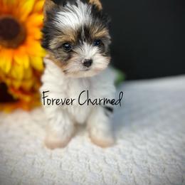 Girl 1 - Black tan and white female Biewer Terrier puppy in Lathrop, California from Forever Charmed