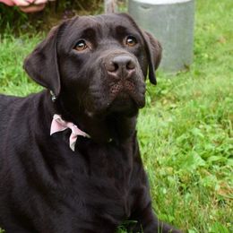 Labrador Retrievers from FireFly Farm Kennels