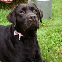 Labrador Retrievers from FireFly Farm Kennels
