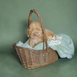 Puddin' - Buff male Cocker Spaniel puppy in Nashville, Arkansas from Rocky Road Puppies