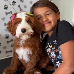 Autumn - Red  female Goldendoodle puppy in Yuciapa, California from AlltheDoodlez_