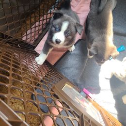 Pomsky Puppies from Ultimate Pomskies LLC
