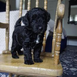 Ava - Black and white female Aussiedoodle puppy in Davie, Florida from Miami Mini Doodles