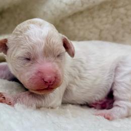 Bunny - Parti female Poodle puppy in Peyton, Colorado from Fuzzybottoms Ranch LLC