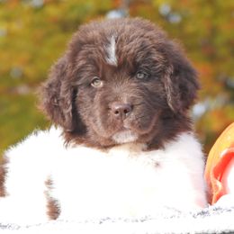 Sunflower OFA - White and brown female Newfoundland puppy in Dalton, Ohio from Newfforu