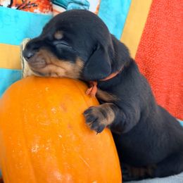 Pumpkin (orange) - Black and tan male Dachshund puppy in Loris, South Carolina from Dogwood Mountain Dachshunds