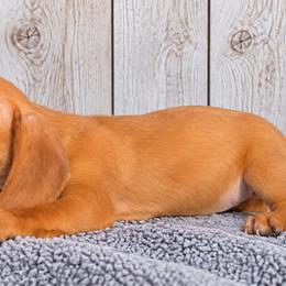Gouda - Red female Dachshund puppy in Warm Springs, Arkansas from Seven Hills Arkansas