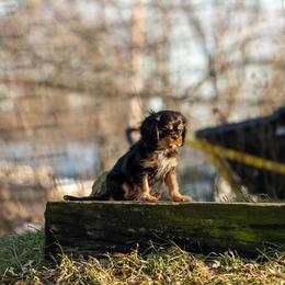Cavalier King Charles Spaniel Puppies from Kelley Cavaliers