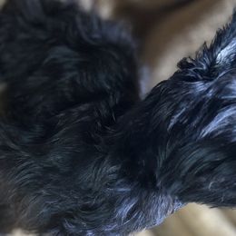 Golden Mountain Doodles and Yorkshire Terriers from Yorkie To Hapiness