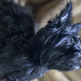 Golden Mountain Doodles and Yorkshire Terriers from Yorkie To Hapiness
