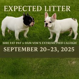 French Bulldog puppies from Von Darr Kennels