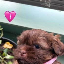 Girl - Liver and white female Shih Tzu puppy in Seguin, Texas from Dolled Up Shih Tzus