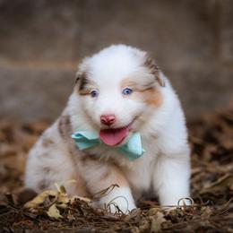 Atlas - Red merle male Australian Shepherd puppy in Georgetown, Texas from River Reign Australian Shepherds
