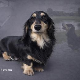 Vera - Dachshund