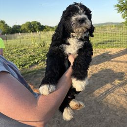 Girl 1 - female Aussiedoodle puppy in Eolia, Missouri from Barefoot Kennel