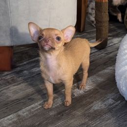 Short coat red girl - Red and white female Chihuahua puppy in Summerfield, Florida from Uey’s Chihuahuas