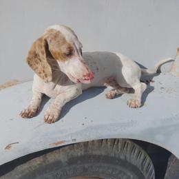 Champagne - Dachshund