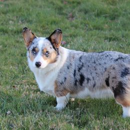 Piper - Pembroke Welsh Corgi