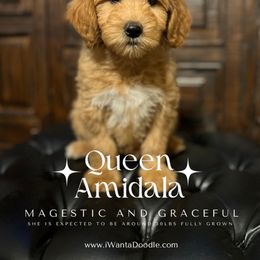 Goldendoodle Puppies from iWantaDoodle