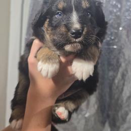 MICKEY Black tri (with tail) - Black tri-color male Australian Shepherd puppy in Rainsville, Alabama from Chaparro Farm Aussies
