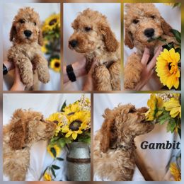 Gambit - Apricot male Goldendoodle puppy in Goodyear, Arizona from The Earl Dood(le)s