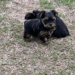 Harley guy - Black and gold male Yorkshire Terrier puppy in Groesbeck, Texas from Ranch 4M