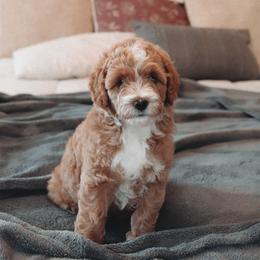 Goldendoodle Puppies from Cedarcrest Goldendoodles