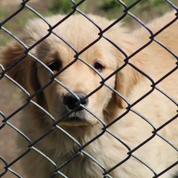 Golden Retriever Puppies from OPK Goldens