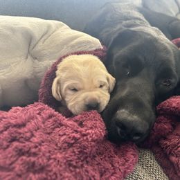 Labrador Retriever Puppies from Luvable AZ Labs