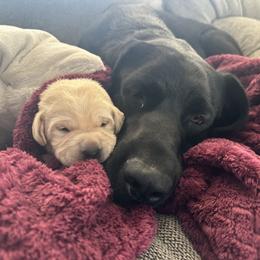 Labrador Retriever Puppies from Luvable AZ Labs