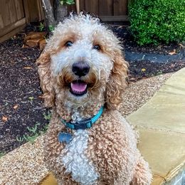 Bailey - Goldendoodle