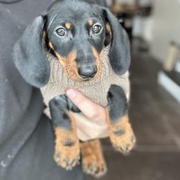 Dachshund Puppies from Mare-Bella Smoothcoat Edition