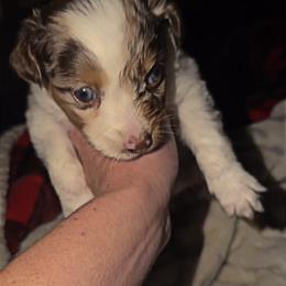 Red Merle female 2 - Red merle female Toy Australian Shepherd puppy in Spirit Lake, Idaho from North Idaho Aussies