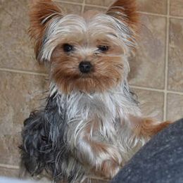 Yorkshire Terriers from Country Yorkies