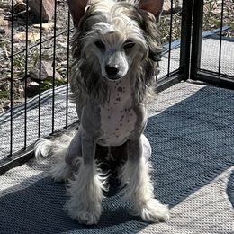 Star - Sable female Chinese Crested puppy in Laverne, Oklahoma from Carrera Chinese Cresteds