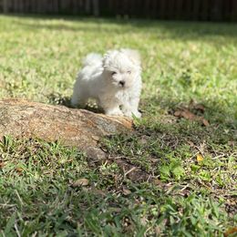 Maltese Puppies from Purebred Maltese puppies Florida