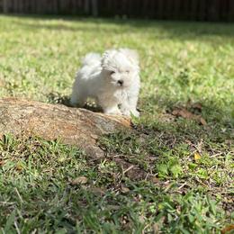 Maltese Puppies from Purebred Maltese puppies Florida