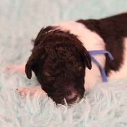 Oreo - Black and white male Bernedoodle puppy in Windsor, Colorado from Front Range Family Doodles