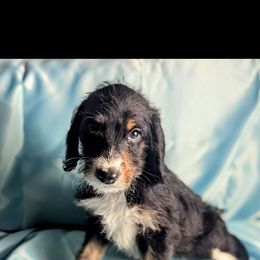 Chocolate - Parti female Double Doodle puppy in Rockville, Missouri from Parker's Alpine Sheepadoodles
