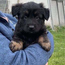 German Shepherd puppies from Alte Baum Kennel