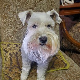 Vader - Miniature Schnauzer