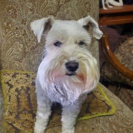 Vader - Miniature Schnauzer