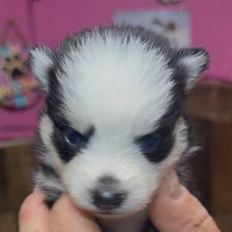 Kelly - Black and white female Pomsky puppy in Spring Hill, Florida from PDQ Pomskies