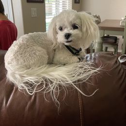 Sampson - Maltipoo