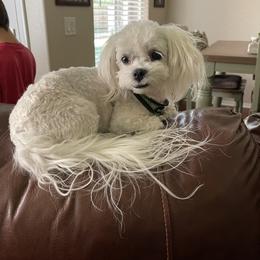 Sampson - Maltipoo