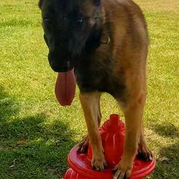 Belgian Malinois from Stargazer Kennels