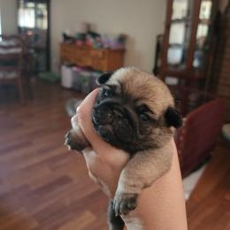 Fawn girl puppy 4 - Fawn female Pug puppy in Tacoma, Washington from Precious Princess Pugs