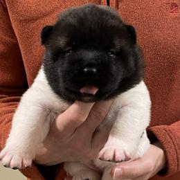 Girl 5 - Brown, black overlay female Akita puppy in Granville, Ohio from Hickory Ridge Akitas