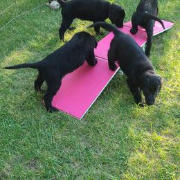 Flat-Coated Retrievers from Blixthalka Flat-Coated Retrievers