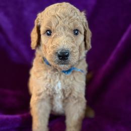 Titus - Apricot male Poodle puppy in St. Johnsbury, Vermont from Poodles of the Northern Woods